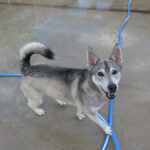 Sibirian Husky Mischling Silver, 06/2021, ca. 50 cm