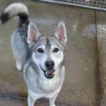 Sibirian Husky Mischling Silver, 06/2021, ca. 50 cm