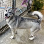 Sibirian Husky Mischling Silver, 06/2021, ca. 50 cm