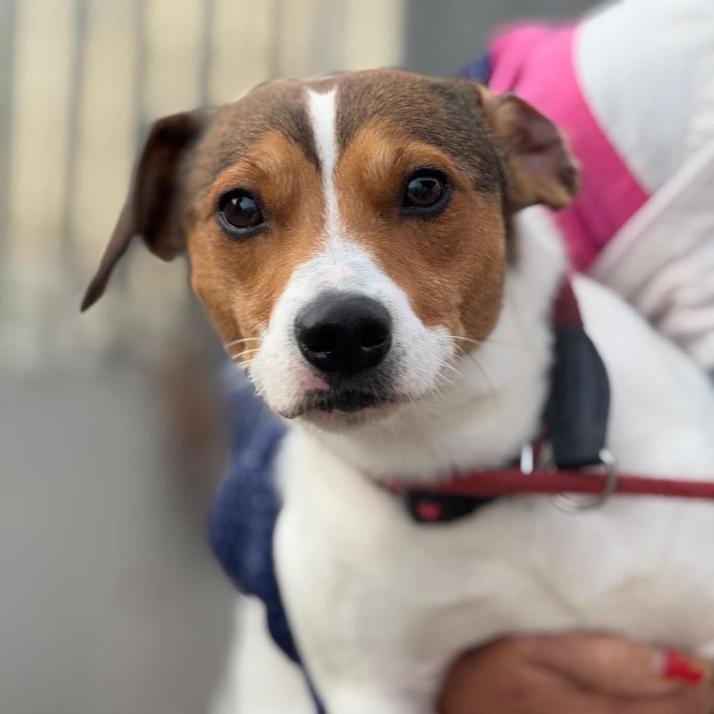 Jack Russel Terrier Simba, 06/2022, ca. 30- 35 cm