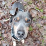 Bodeguero Mischling Sindy, 02/2024, Endgröße ca. 40 cm,24250 Warnau