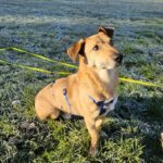 Mischling Smart, 12/2015, ca. 35 cm, 22605 Hamburg