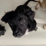 Mischling Smilla, 08/2024, Endgröße ca.35 cm