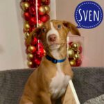 Podenco Sven,10/2024, Endgröße ca. 50- 55 cm, 61991 Rodheim vor der Höhe