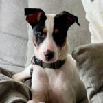 Bodeguero Willy, 08/2024, Endgröße ca. 40 cm, 61381 Friedrichsdorf