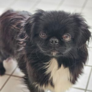 Pekinese Wilma, 01/2024, ca. 23 cm, 61191 Rosbach