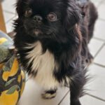 Pekinese Wilma, 01/2024, ca. 23 cm, 61191 Rosbach