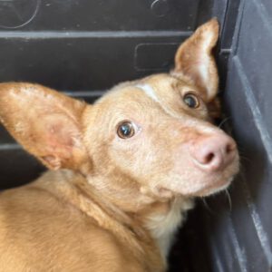 Podenco Maneto Zape, 08/2023, ca. 35 cm