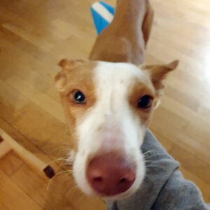 Medizintopf Chiquitito - SALVA Hundehilfe e.V.