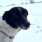 Mischling Bo, 07/2020, ca. 45 cm