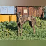 Galgo Capitana, 01/2021, ca. 65 cm