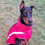 Dobermann Charlie, 07/2024, Endgröße ca. 70 cm, 53229 Bonn