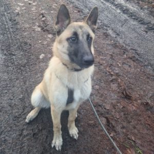 Malinois Husky Mischling Chase, 08/2024, Endgröße ca. 65- 70 cm,23795 Weede