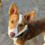 Podenco Cody, 02/2023, ca. 40 cm