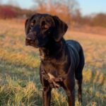 Pointer Mischling Conga, 01/2024, ca. 55 cm,61273 Wehrheim