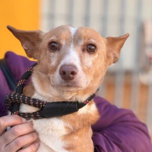 Podenco Cuqui, 10/2018, ca. 40 cm