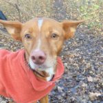 Podenco Eliott, 06/2020, ca. 50 cm, 04129 Leipzig