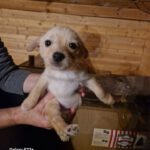 Mischling Ella, 10/2024, Endgröße ca. 35 cm