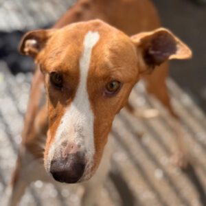 Podenco Canario Eros, 01/2020 , ca. 50 cm