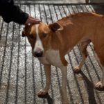 Podenco Canario Eros, 01/2020 , ca. 50 cm