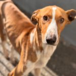 Podenco Canario Eros, 01/2020 , ca. 50 cm