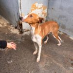 Podenco Canario Eros, 01/2020 , ca. 50 cm