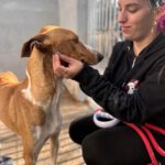 Podenco Canario Eros, 01/2020 , ca. 50 cm