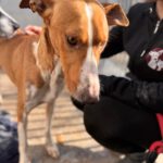 Podenco Canario Eros, 01/2020 , ca. 50 cm