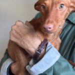 Podenco Fanzy, 07/2023, ca. 40 cm