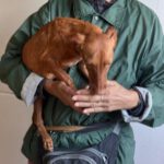 Podenco Fanzy, 07/2023, ca. 40 cm