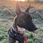 Herder Mischling Farukita, 01/2024, ca. 45- 55 cm,22850 Norderstedt