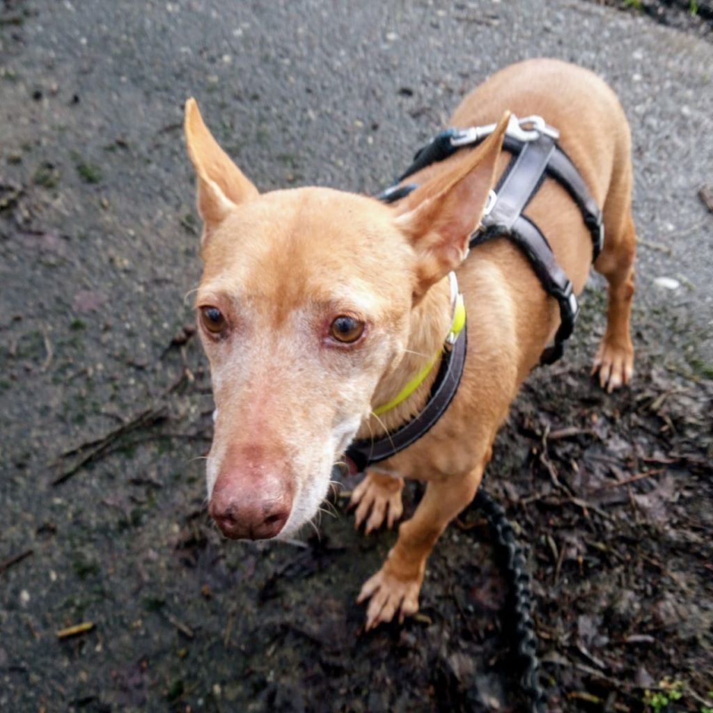 Podenco Maneto Fiera, 09/2015, ca. 30 cm, 25594 Vaalermoor