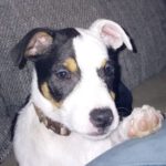 Bodeguero Gilda, 09/2024, Endgröße ca. 40 cm, 06217 Merseburg