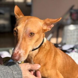 Podenco Maneto Glenda, 01/2024, ca. 30 cm