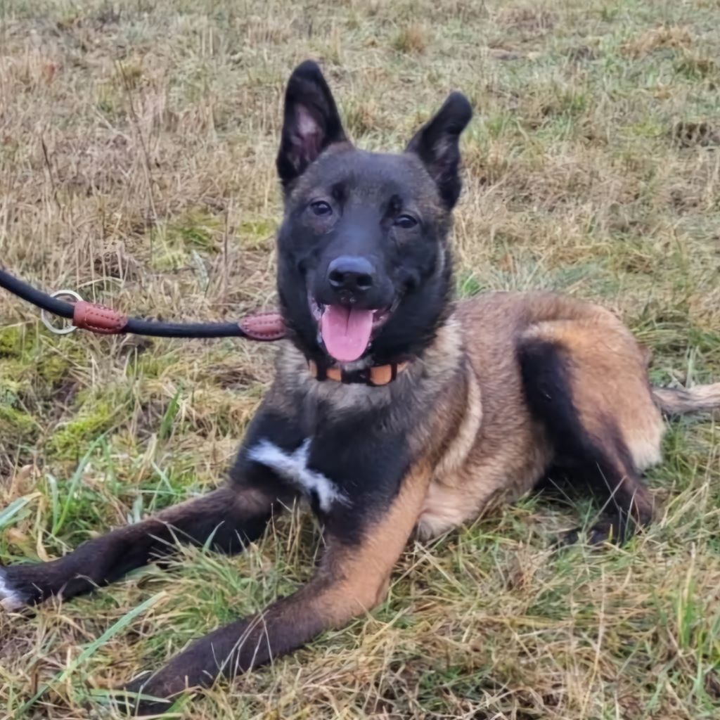 Malinois (Mischling ?) Gordon, 05/2024, Endgröße ca. 65 cm, 29410 Salzwedel