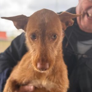 Podenco Harry, 05/2024, Endgröße ca. 40 cm