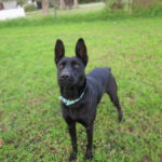 Malinois Mischling Intens, 02/2024, ca. 60 cm