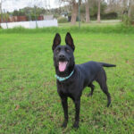 Malinois Mischling Intens, 02/2024, ca. 60 cm