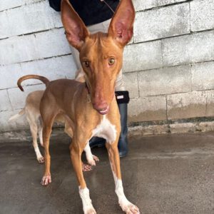 Podenco Canario Iron,11/2023, ca. 60 cm