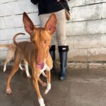 Podenco Canario Iron,11/2023, ca. 60 cm