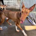 Podenco Canario Iron,11/2023, ca. 60 cm