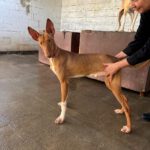 Podenco Canario Iron,11/2023, ca. 60 cm