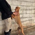 Podenco Canario Iron,11/2023, ca. 60 cm