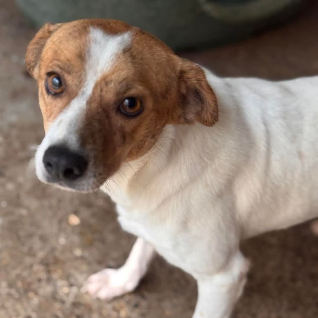 Mischling Joel, 05/2023, Endgröße ca. 38 cm