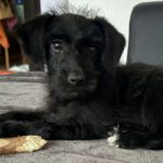 Mischling Josefa, 09/2024, Endgröße ca. 45 cm, 48629 Metelen