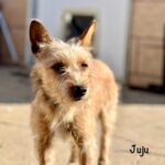 Dackel- Yorkshire Terrier Mischling Juju, 05/2024, Endgröße ca. 32 cm