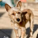 Dackel- Yorkshire Terrier Mischling Juju, 05/2024, Endgröße ca. 32 cm