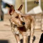 Dackel- Yorkshire Terrier Mischling Juju, 05/2024, Endgröße ca. 32 cm