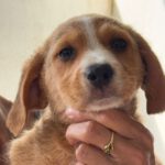 Mischling Kazoo, 09/2024, Endgröße ca. 55 cm