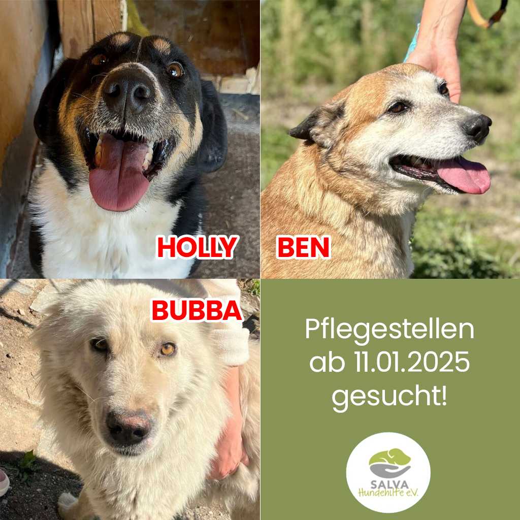 Kurzaufruf Holly, Ben und Bubba